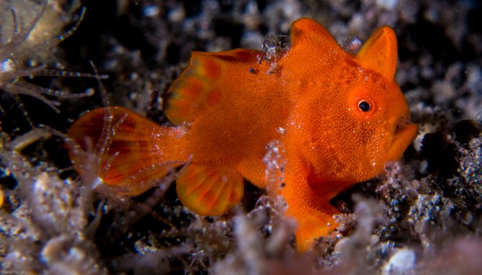 Orange Baby Frogfish